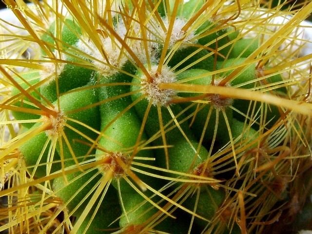 Parodia _aureicentra 'omniaurea' GC424.04_ 04